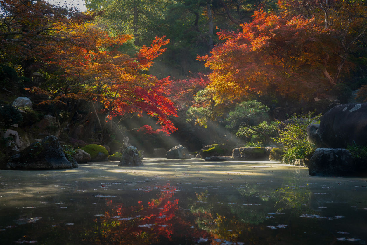 Autumn trees by a serene pond