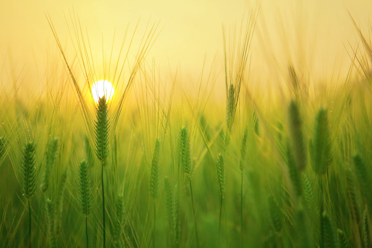 wheat field celebrating the sunrise