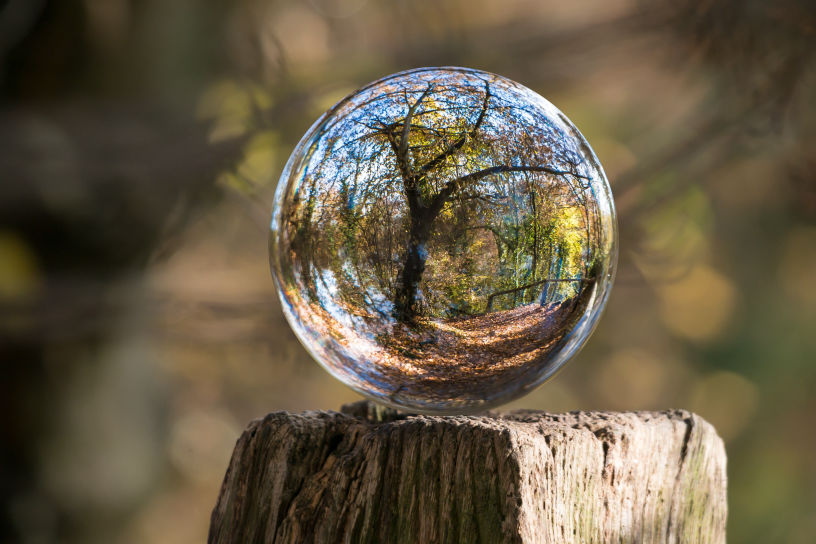 forest reflection in a crystal ball 